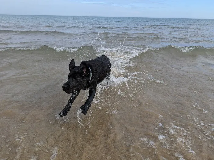 Gillson Park Dog Beach 1