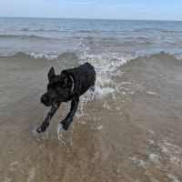 Gillson Park Dog Beach ico