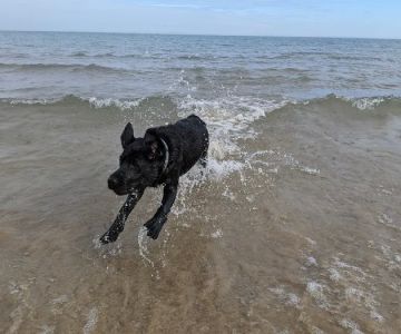 Gillson Park Dog Beach