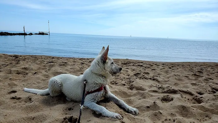 Gillson Park Dog Beach 5