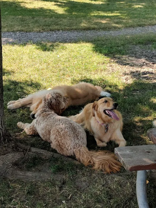 Northbrook Dog Park 10