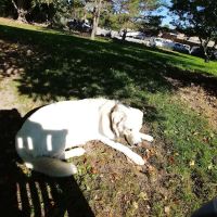 Northbrook Dog Park ico