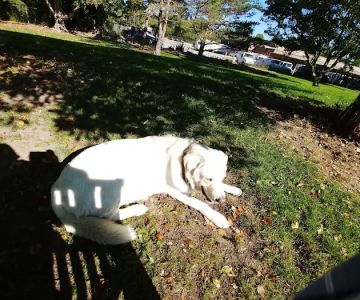 Northbrook Dog Park