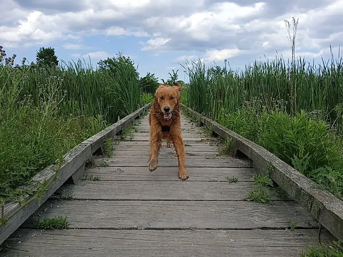 Beck Lake Off-Leash Dog Area 1