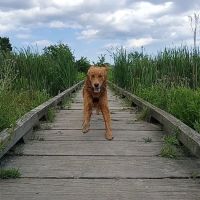 Beck Lake Off-Leash Dog Area ico