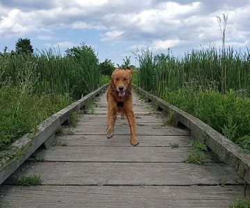 Beck Lake Off-Leash Dog Area