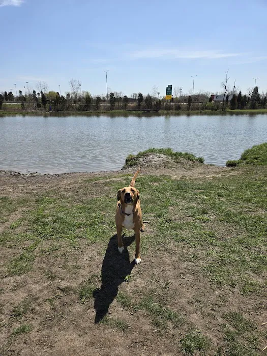 Beck Lake Off-Leash Dog Area 10