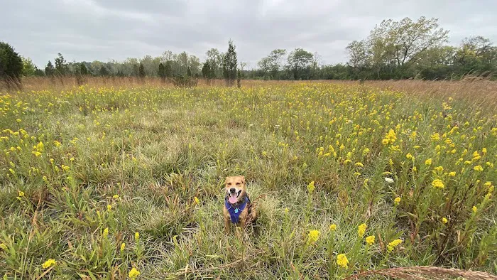 Beck Lake Off-Leash Dog Area 5
