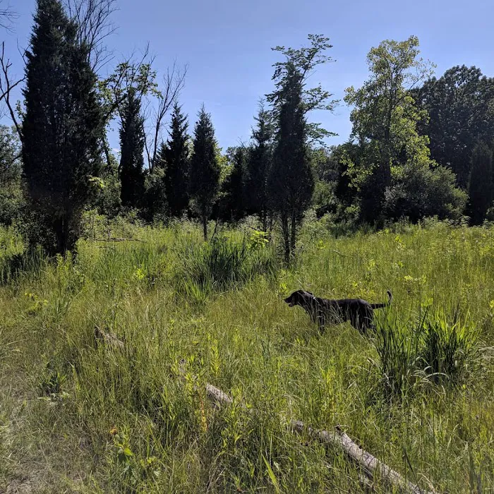 Beck Lake Off-Leash Dog Area 9