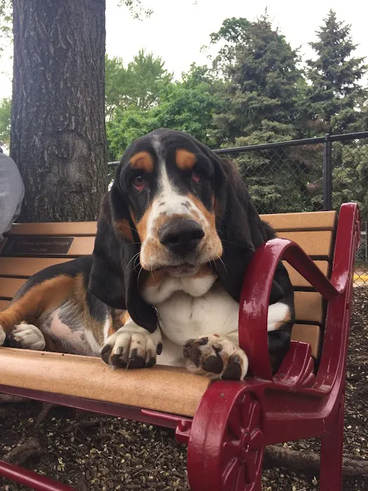 Forest Bark Dog Park 8