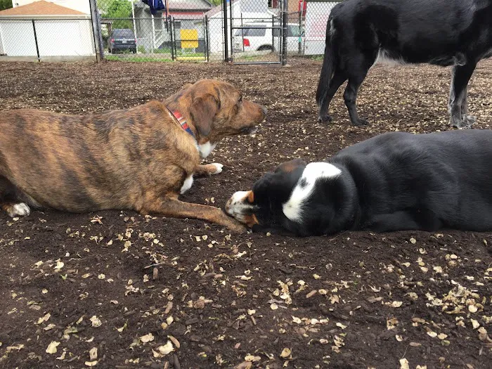 Forest Bark Dog Park 4