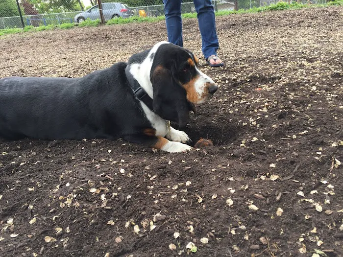 Forest Bark Dog Park 1