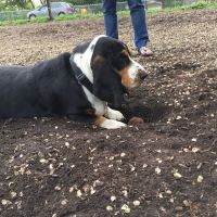 Forest Bark Dog Park ico