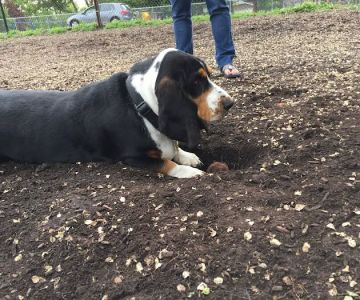 Forest Bark Dog Park