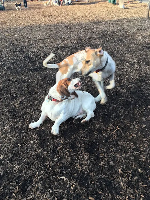 Forest Bark Dog Park 5