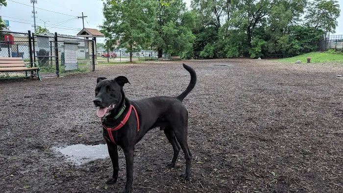 Forest Bark Dog Park 3