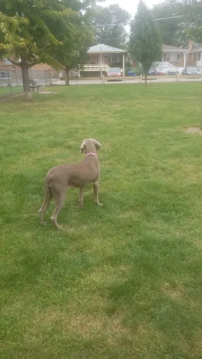 Melrose Park Dog Park 5