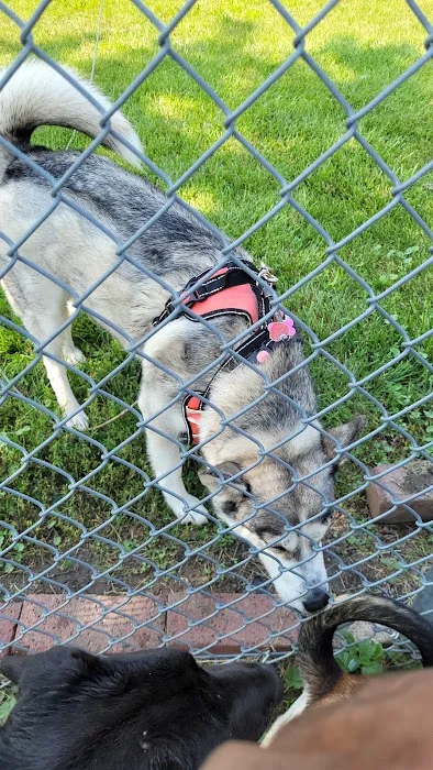 Melrose Park Dog Park 7