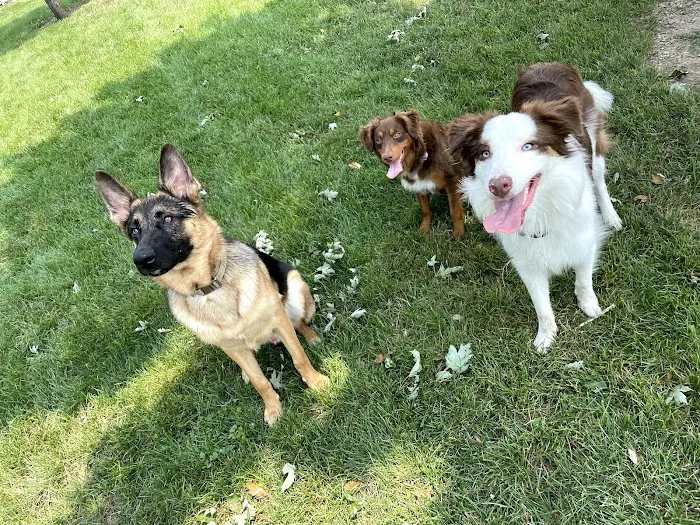 Melrose Park Dog Park 8