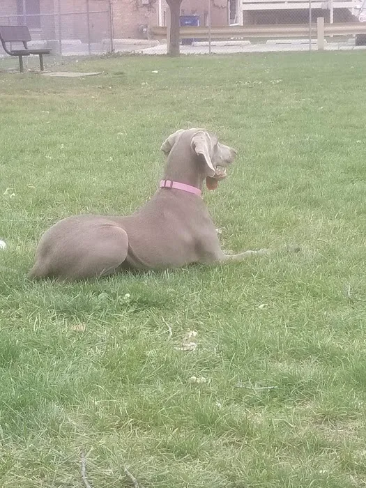 Melrose Park Dog Park 6