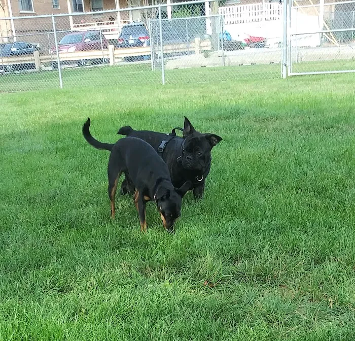 Melrose Park Dog Park 4