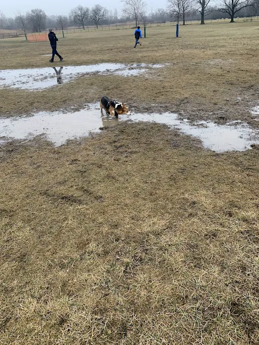 Miller Meadow Off-Leash Dog Area 6