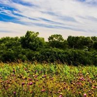 Miller Meadow Off-Leash Dog Area ico