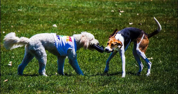 Miller Meadow Off-Leash Dog Area 2
