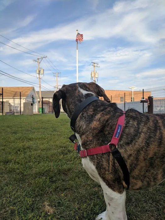 Karban Dog Park 2