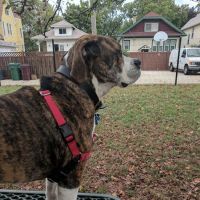 Karban Dog Park ico