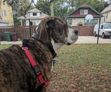 Karban Dog Park