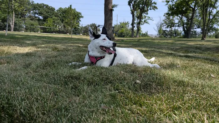 Canine Corner 4