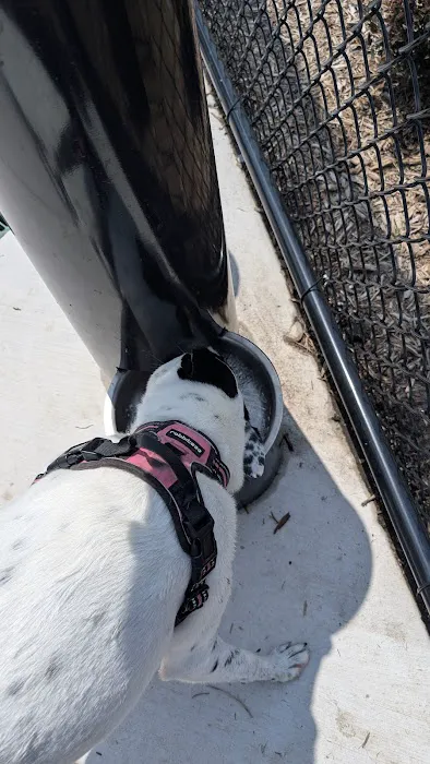 Canine Corner 2