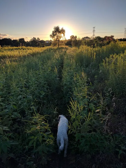 Dupage County Off Leash Dog Park 8