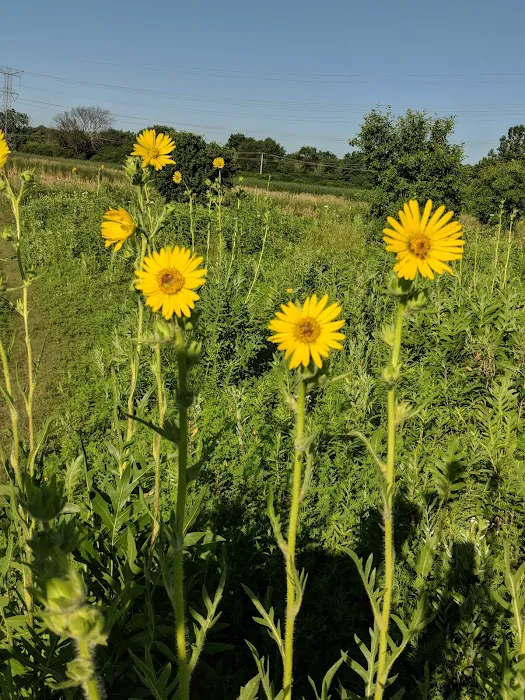 Dupage County Off Leash Dog Park 7