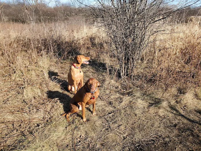 East Branch Off-leash Dog Park 5