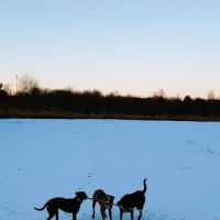 East Branch Off-leash Dog Park ico