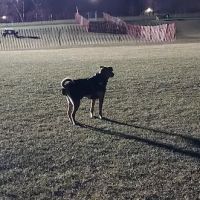 Highland Park Golf Dog Park ico