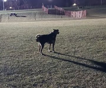 Highland Park Golf Dog Park