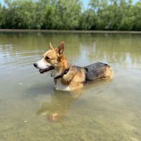 Prairie Wolf Off-Leash Dog Area ico