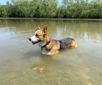 Prairie Wolf Off-Leash Dog Area