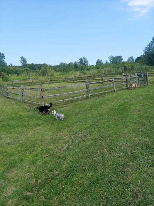 Prairie Wolf Off-Leash Dog Area 7