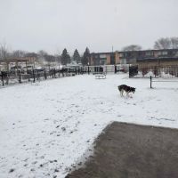 Albion on Northwest dog park ico