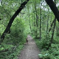Independence Grove Off-Leash Dog Area ico