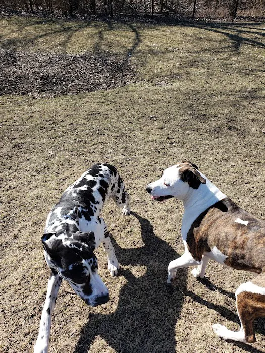 Bo's Run Dog Park 6