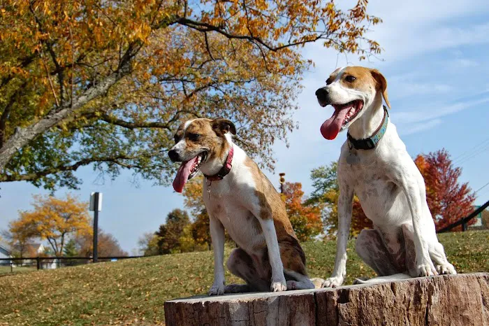 Bo's Run Dog Park 10