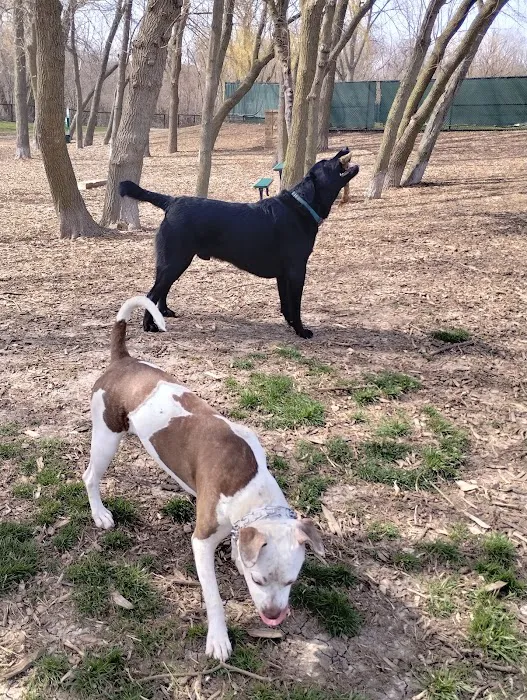 Bo's Run Dog Park 4