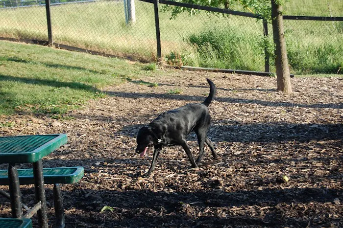 Bo's Run Dog Park 9
