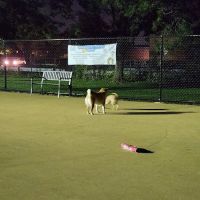 Wentworth Park Dog Friendly Area ico
