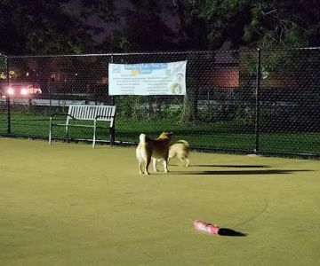 Wentworth Park Dog Friendly Area